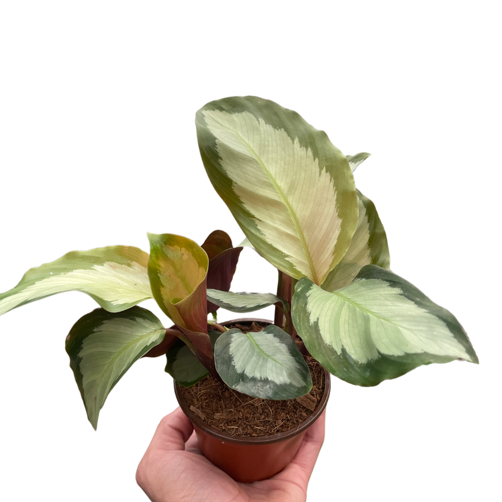 Calathea 'Picturata' - Holiday Corner