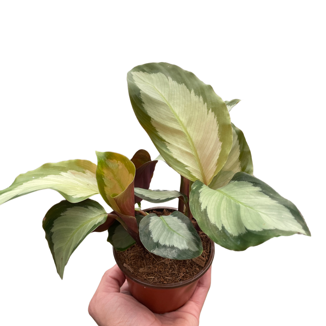 Calathea 'Picturata' - Holiday Corner