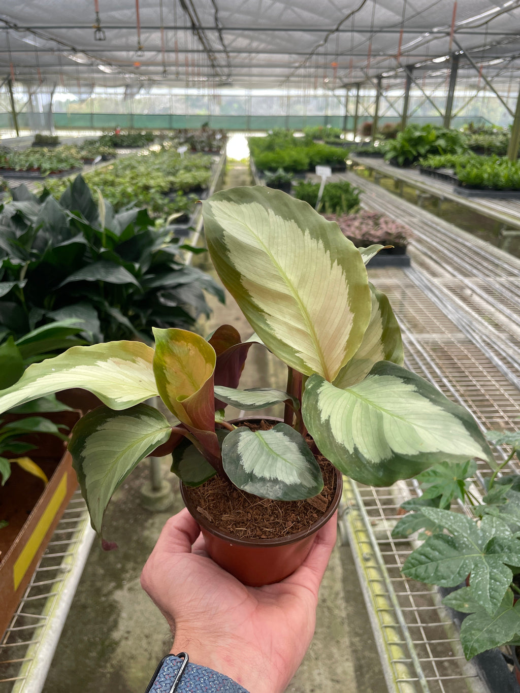 Calathea 'Picturata' - Holiday Corner