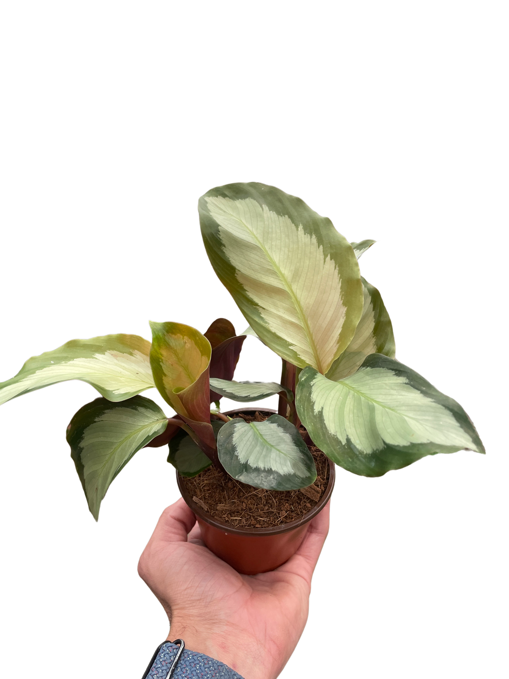 Calathea 'Picturata' - Holiday Corner