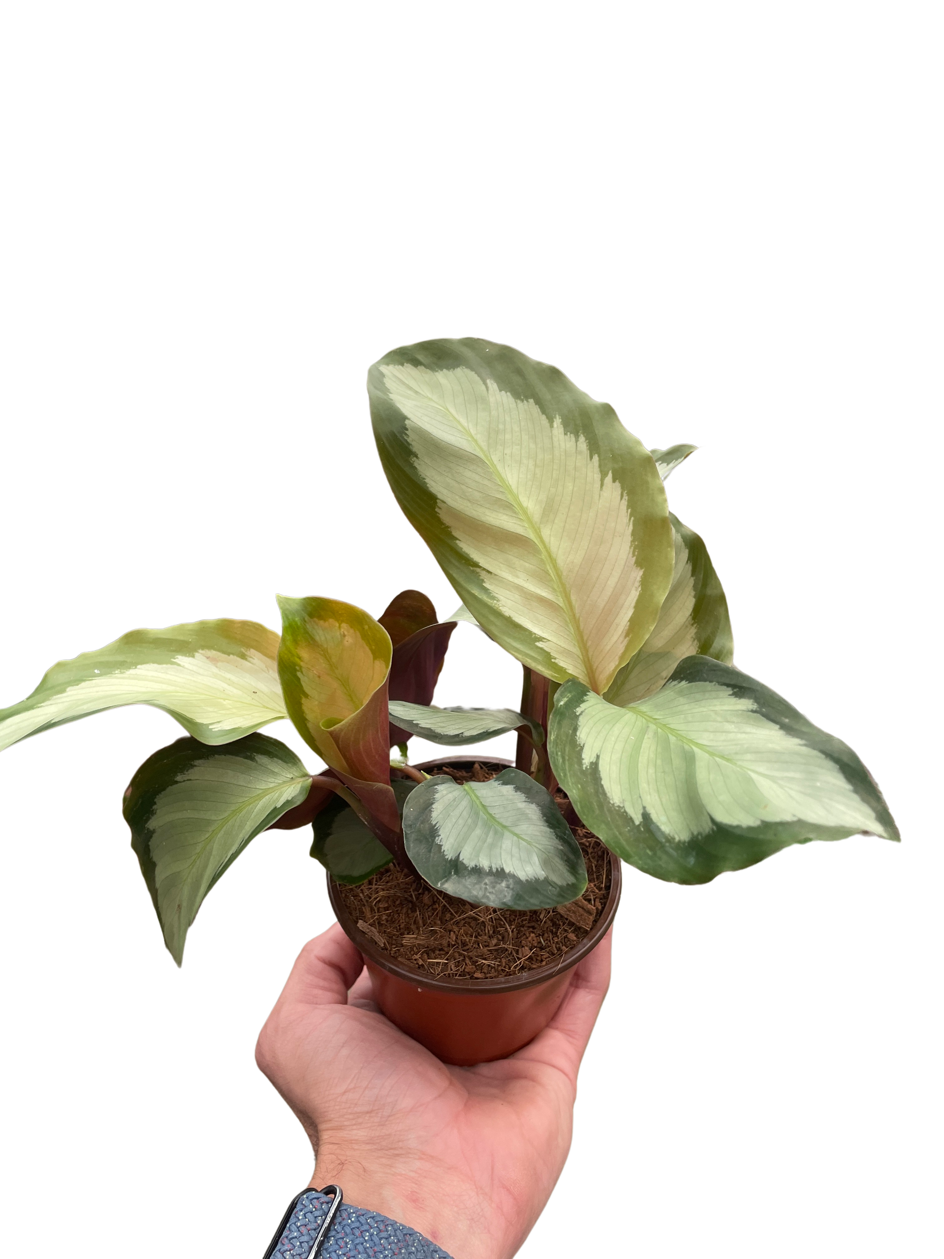 Calathea 'Picturata' - Holiday Corner