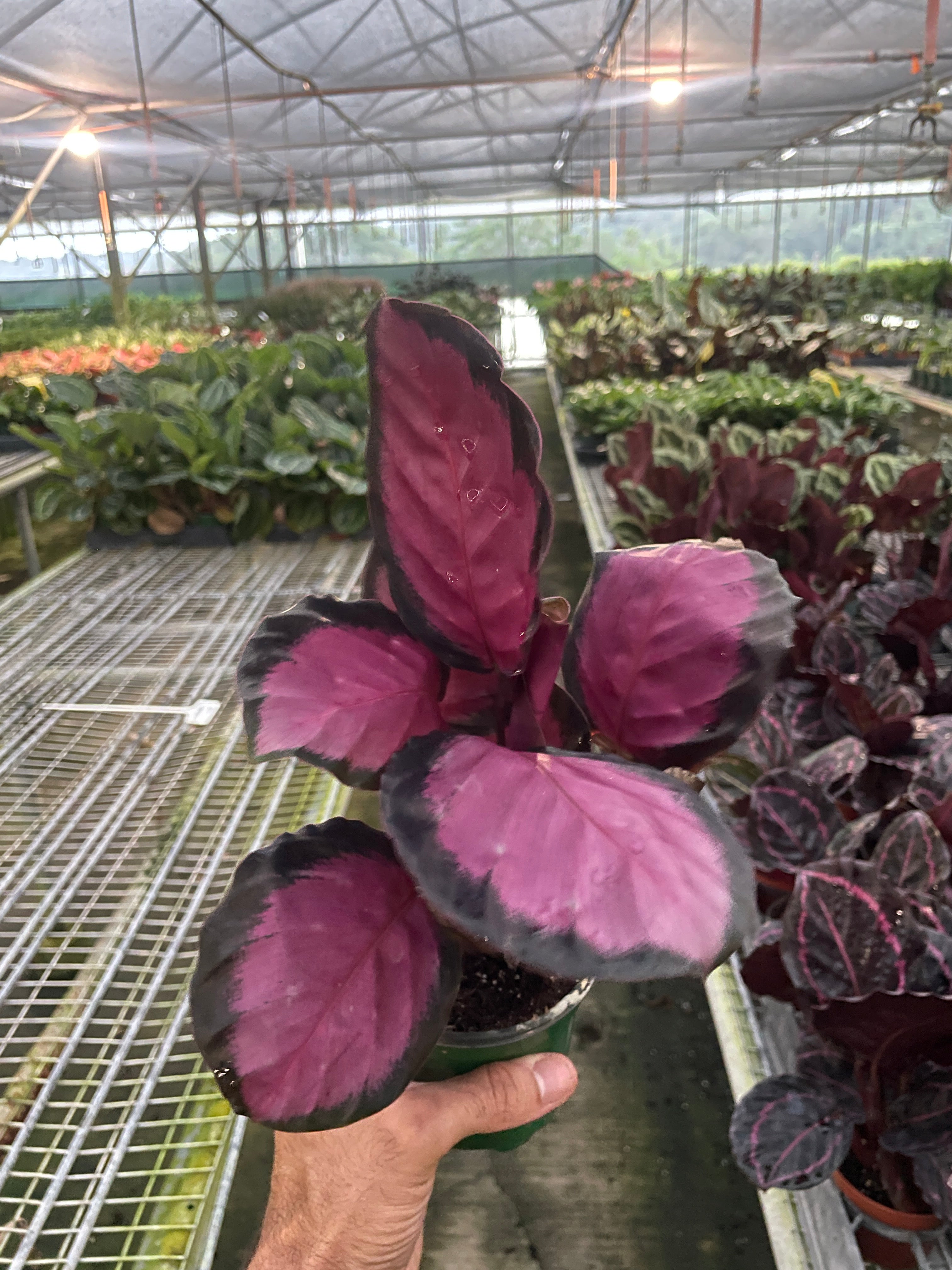 Calathea 'Purple Rose' - Holiday Corner
