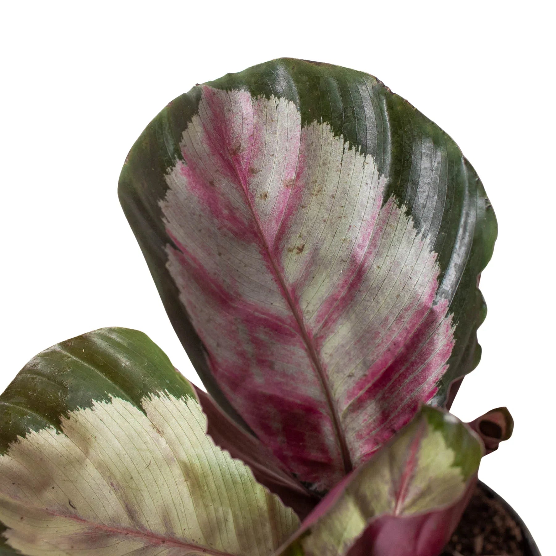 Calathea roseopicta 'Silvia' - Holiday Corner