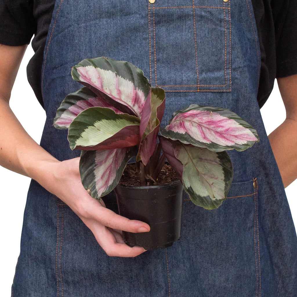 Calathea roseopicta 'Silvia' - Holiday Corner