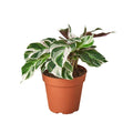 Calathea 'White Fusion' - Holiday Corner