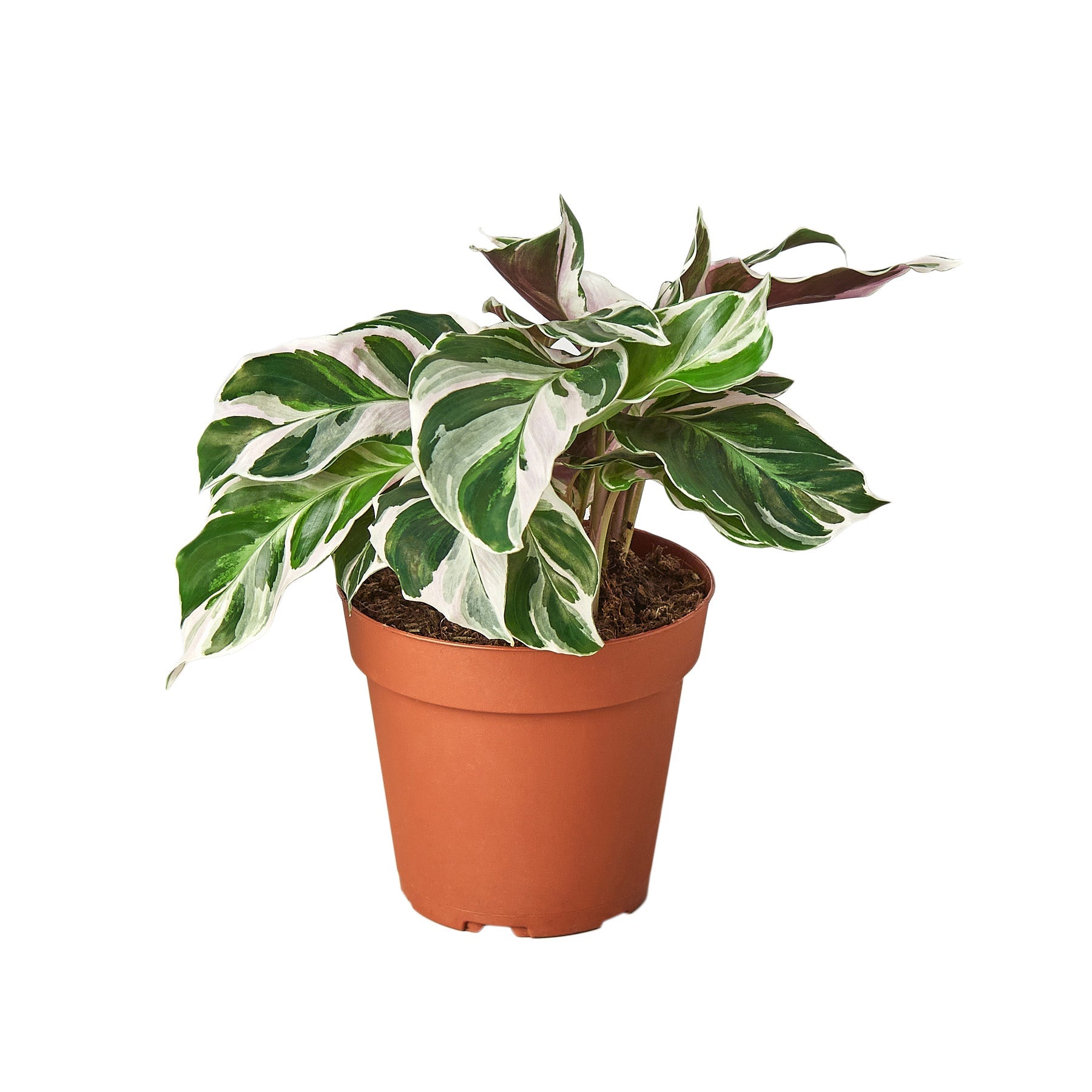Calathea 'White Fusion' - Holiday Corner