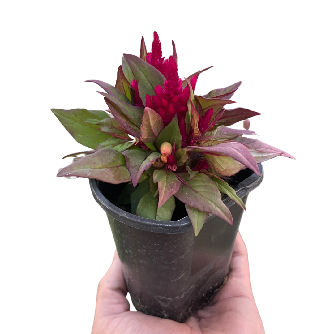 Celosia - Holiday Corner