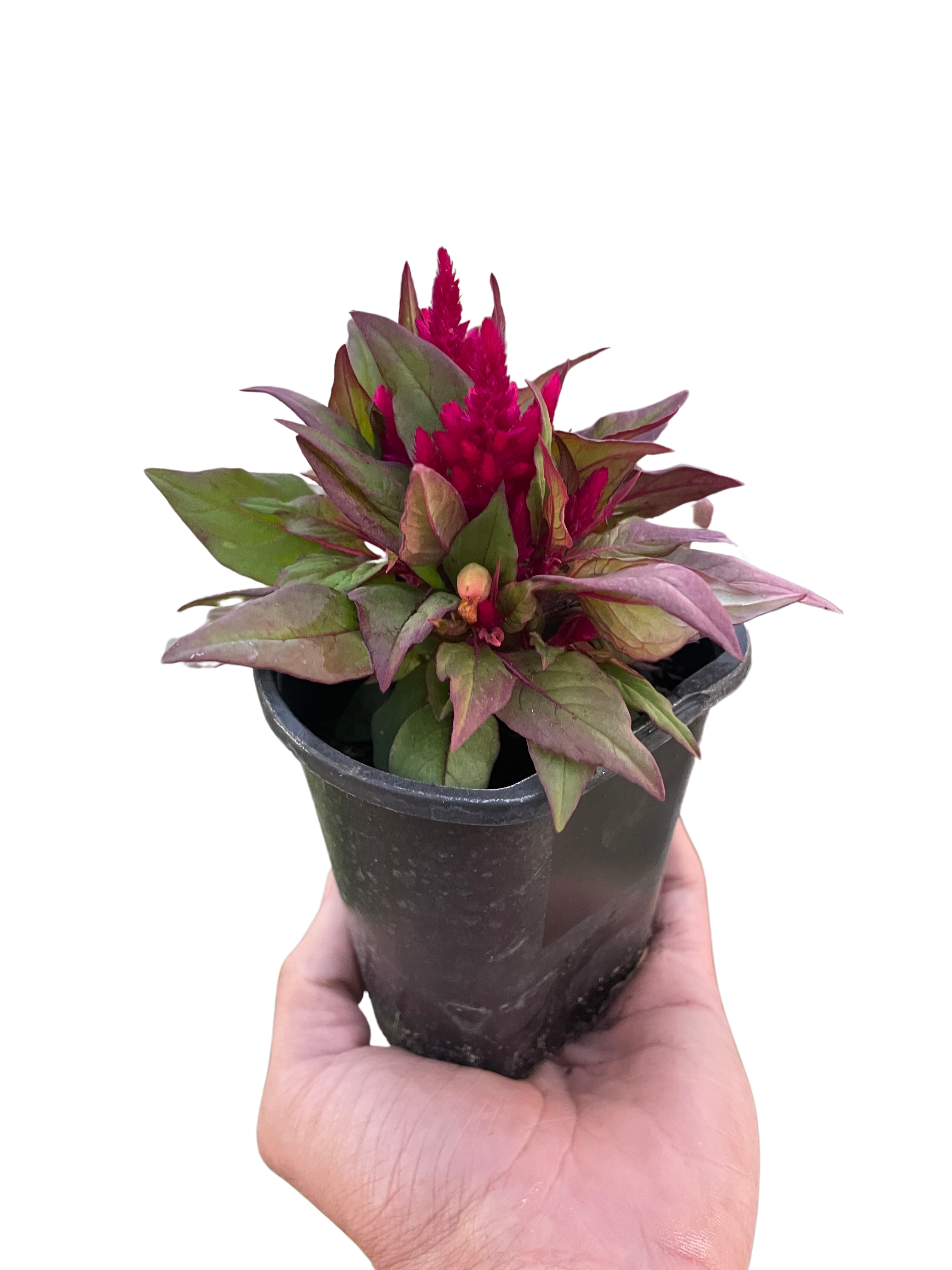 Celosia - Holiday Corner