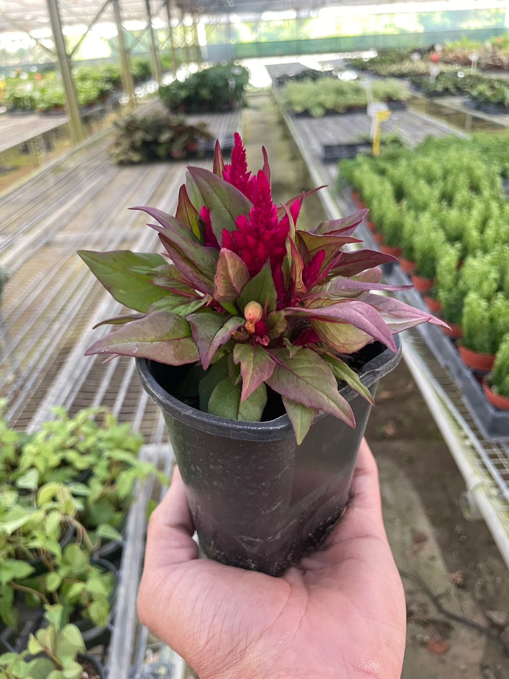 Celosia - Holiday Corner