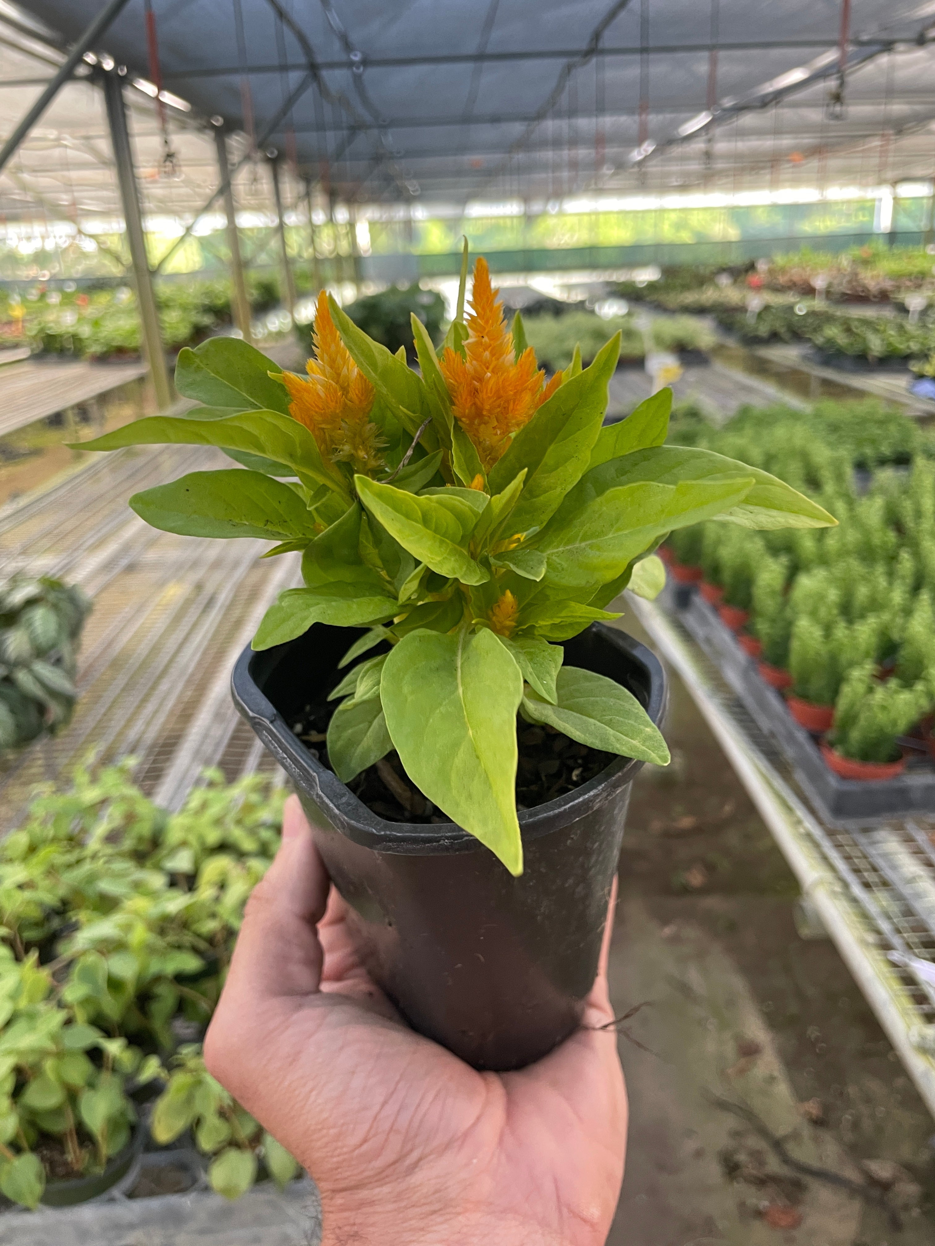 Celosia - Holiday Corner