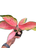 Chinese Evergreen 'Pink Pearl' - Holiday Corner