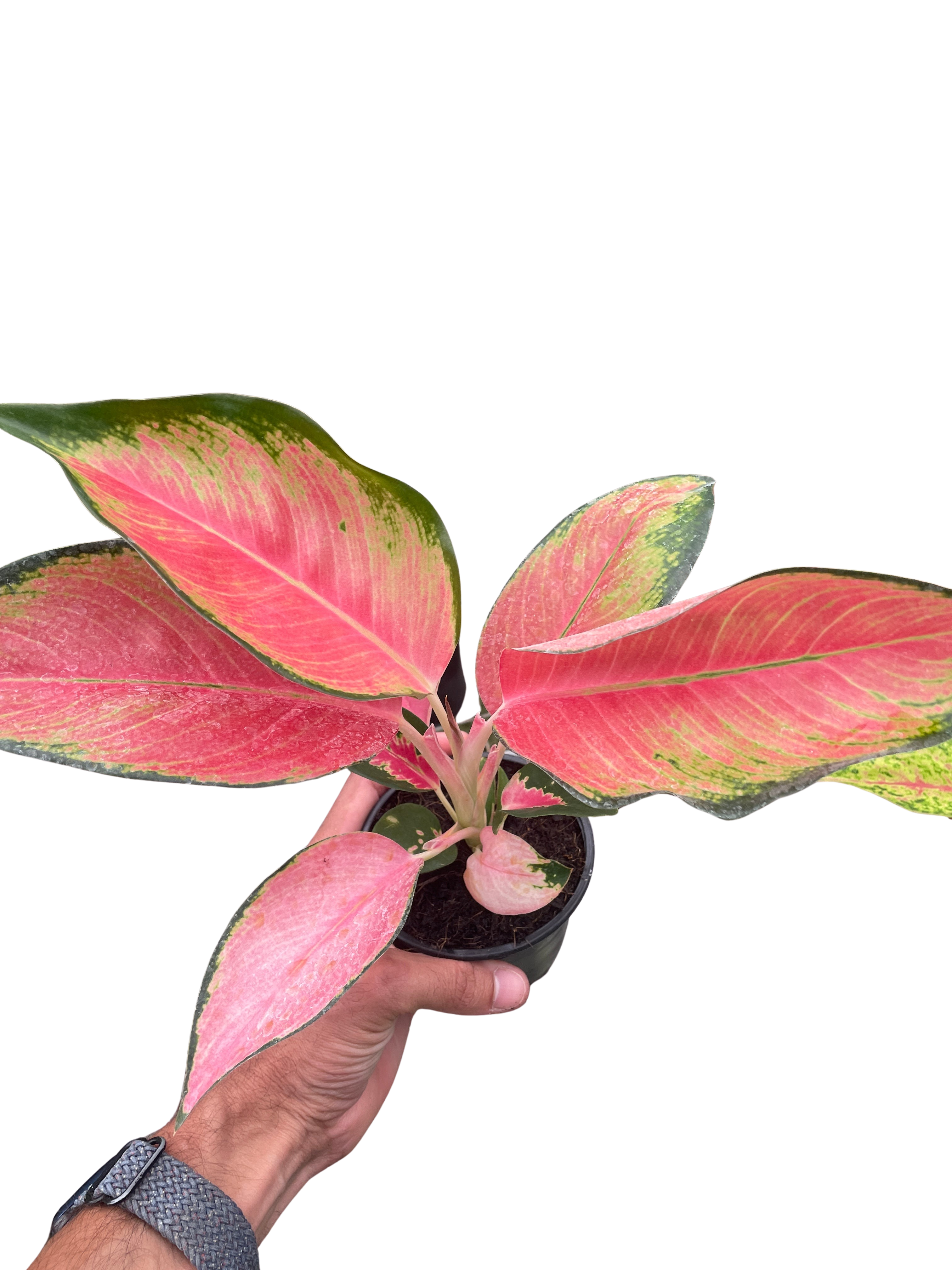 Chinese Evergreen 'Pink Pearl' - Holiday Corner