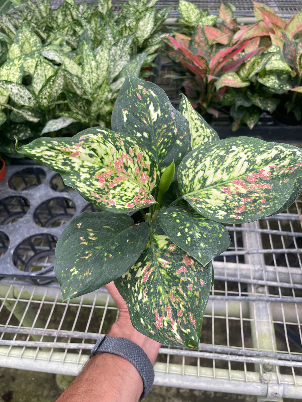 Chinese Evergreen 'Wishes' - Holiday Corner