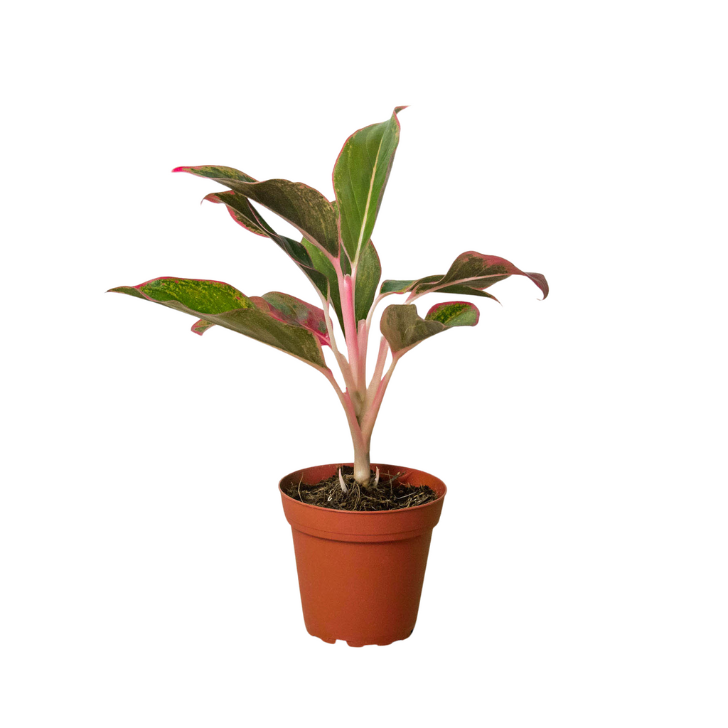 Chinese Evergreen 'Red Siam' - Holiday Corner