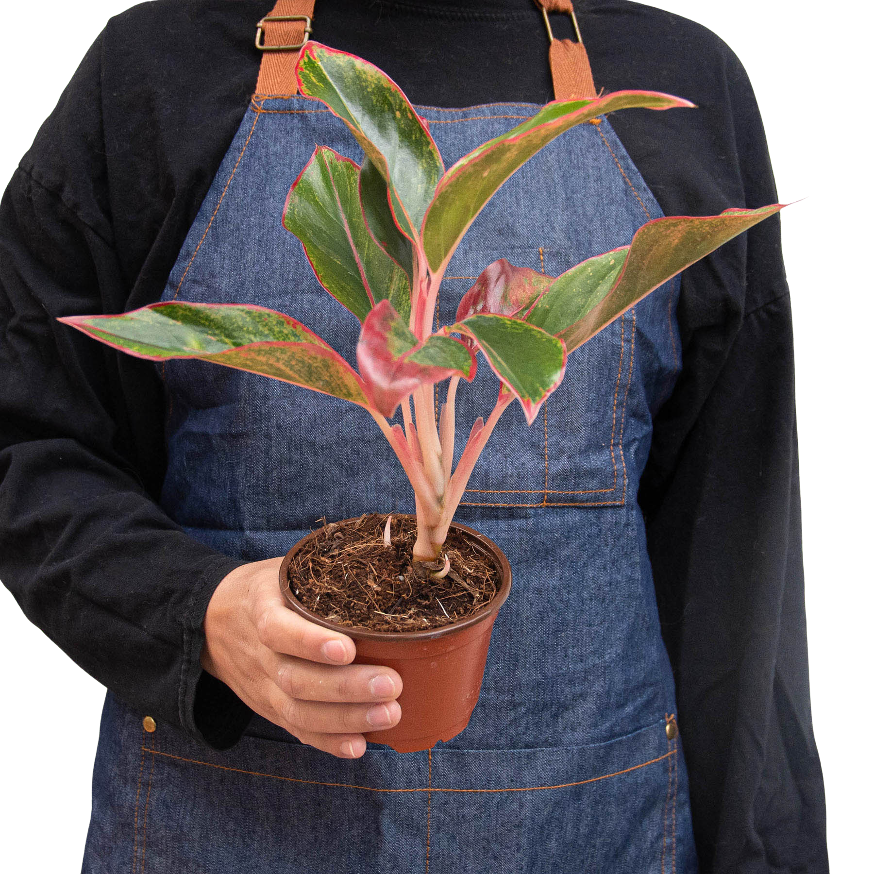 Chinese Evergreen 'Red Siam' - Holiday Corner