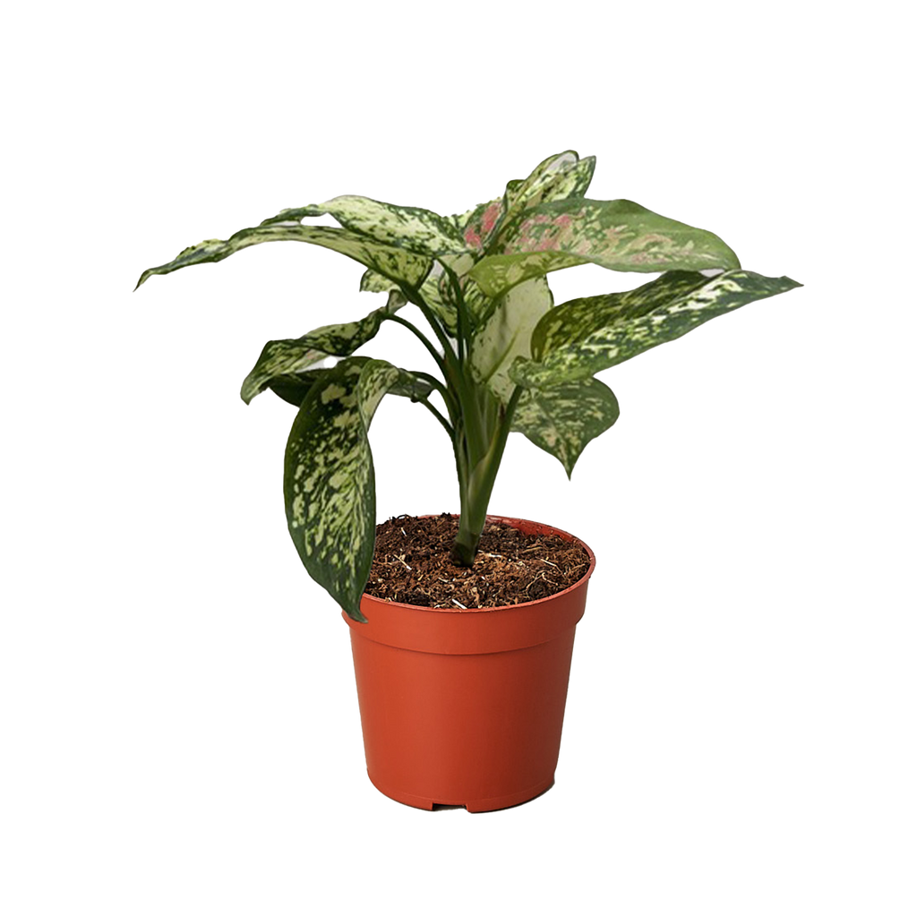 Chinese Evergreen 'Wishes' - Holiday Corner