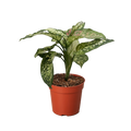 Chinese Evergreen 'Wishes' - Holiday Corner