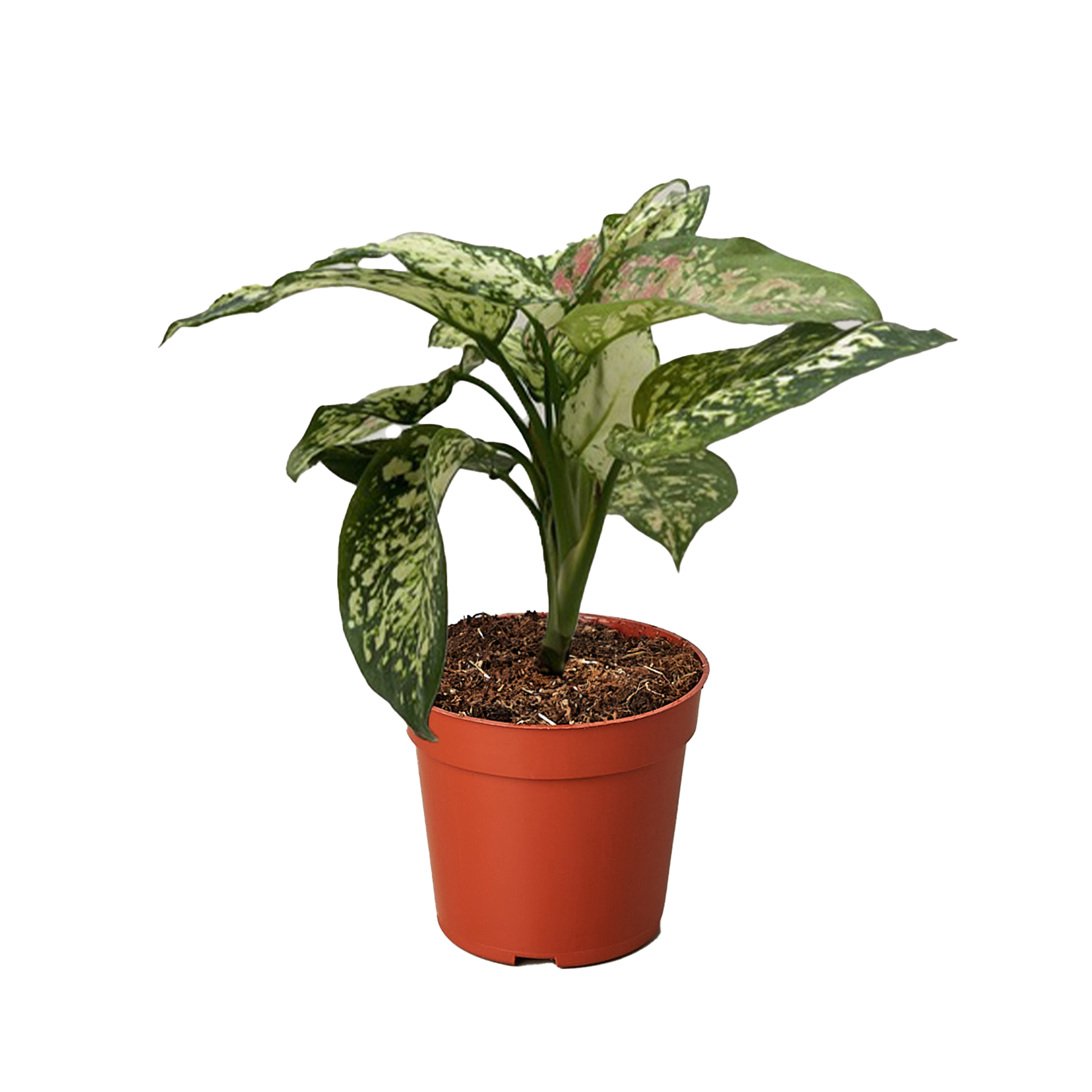 Chinese Evergreen 'Wishes' - Holiday Corner