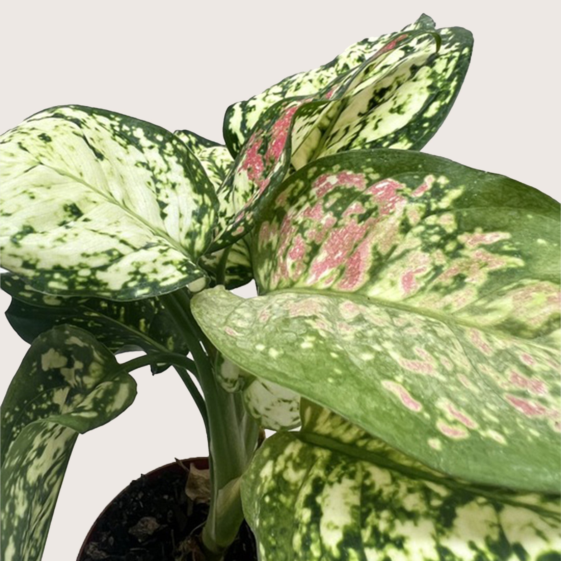 Chinese Evergreen 'Wishes' - Holiday Corner