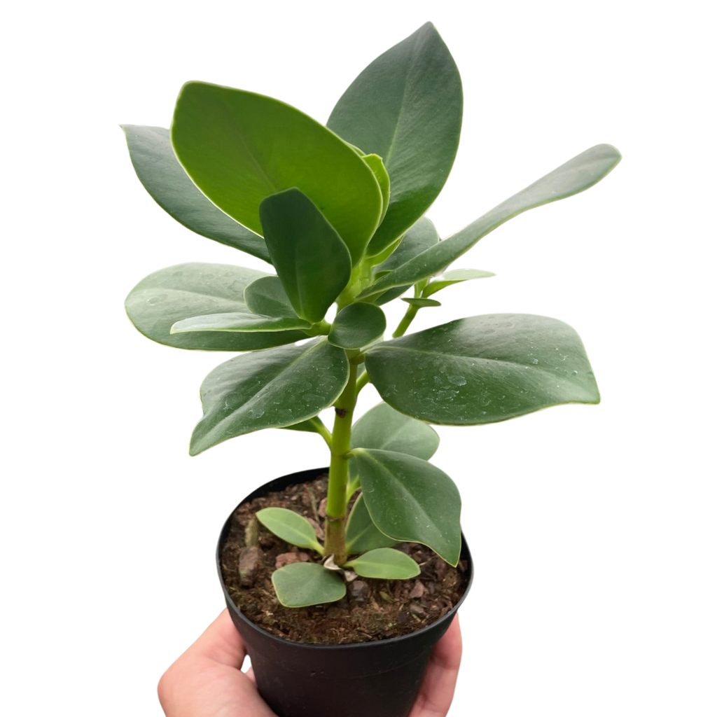 Clusia 'Princess' (Autograph Plant) - Holiday Corner