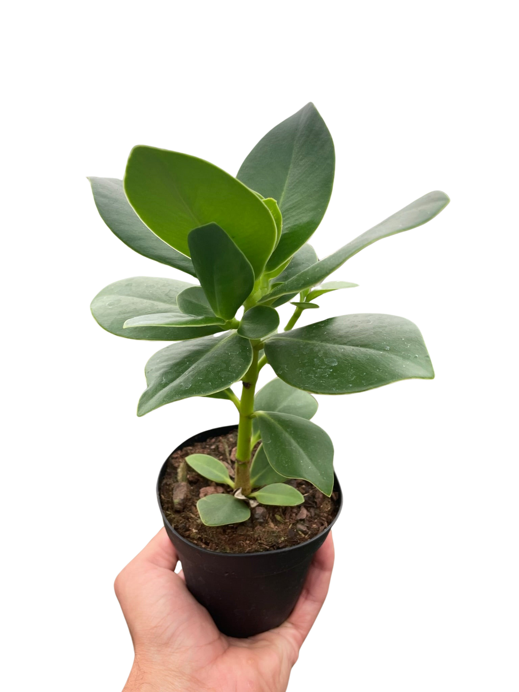 Clusia 'Princess' (Autograph Plant) - Holiday Corner