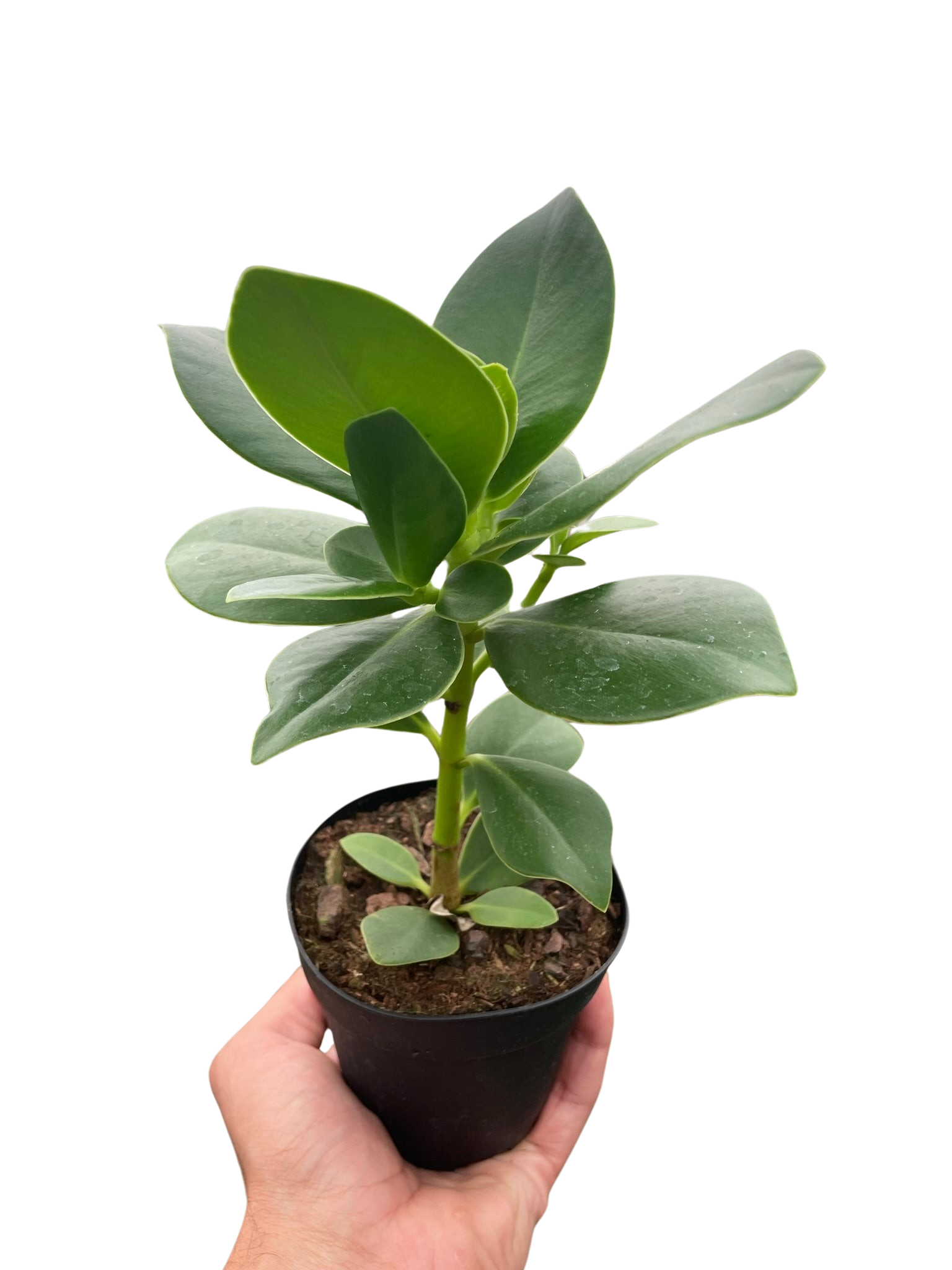 Clusia 'Princess' (Autograph Plant) - Holiday Corner