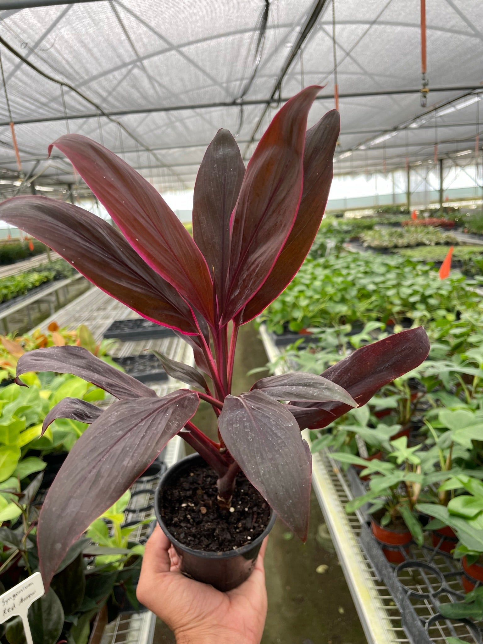 Cordyline 'Calypso Queen' - Holiday Corner