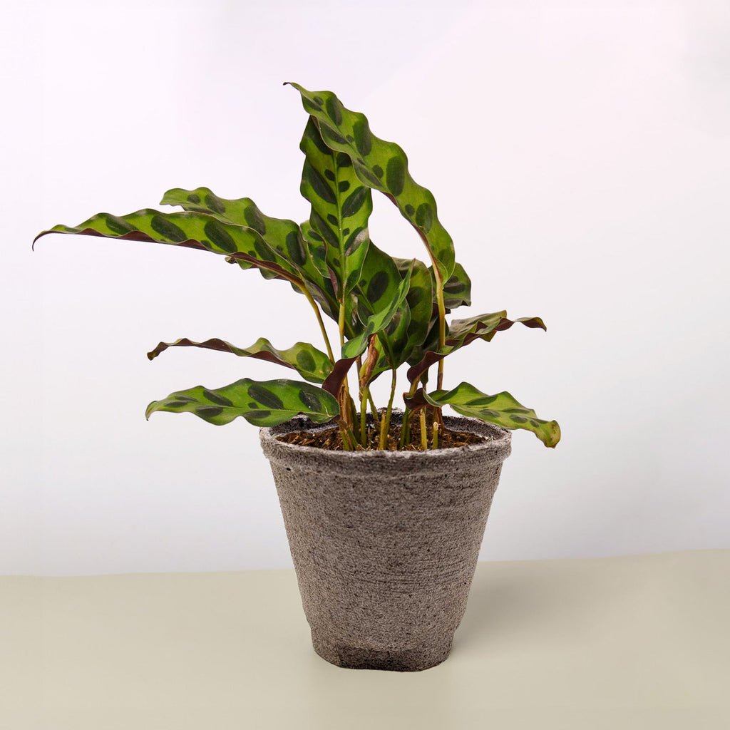 Calathea Lancifolia 'Rattlesnake' - Holiday Corner