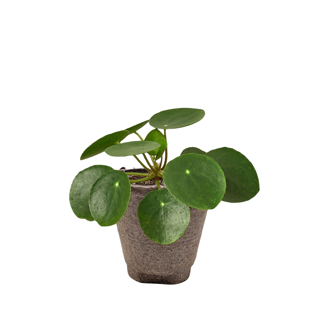 Pilea Peperomioides 'Chinese Money' - Holiday Corner