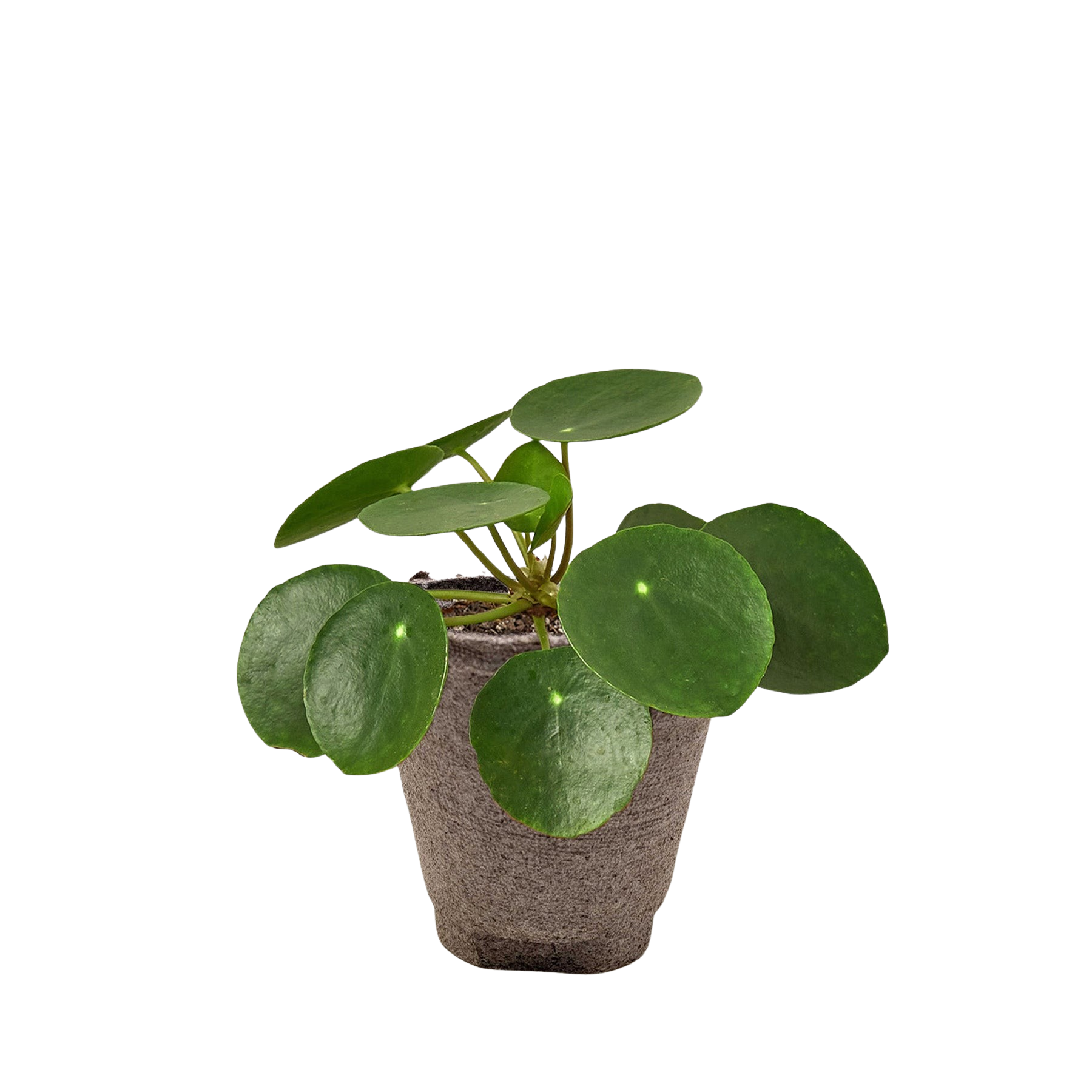 Pilea Peperomioides 'Chinese Money' - Holiday Corner