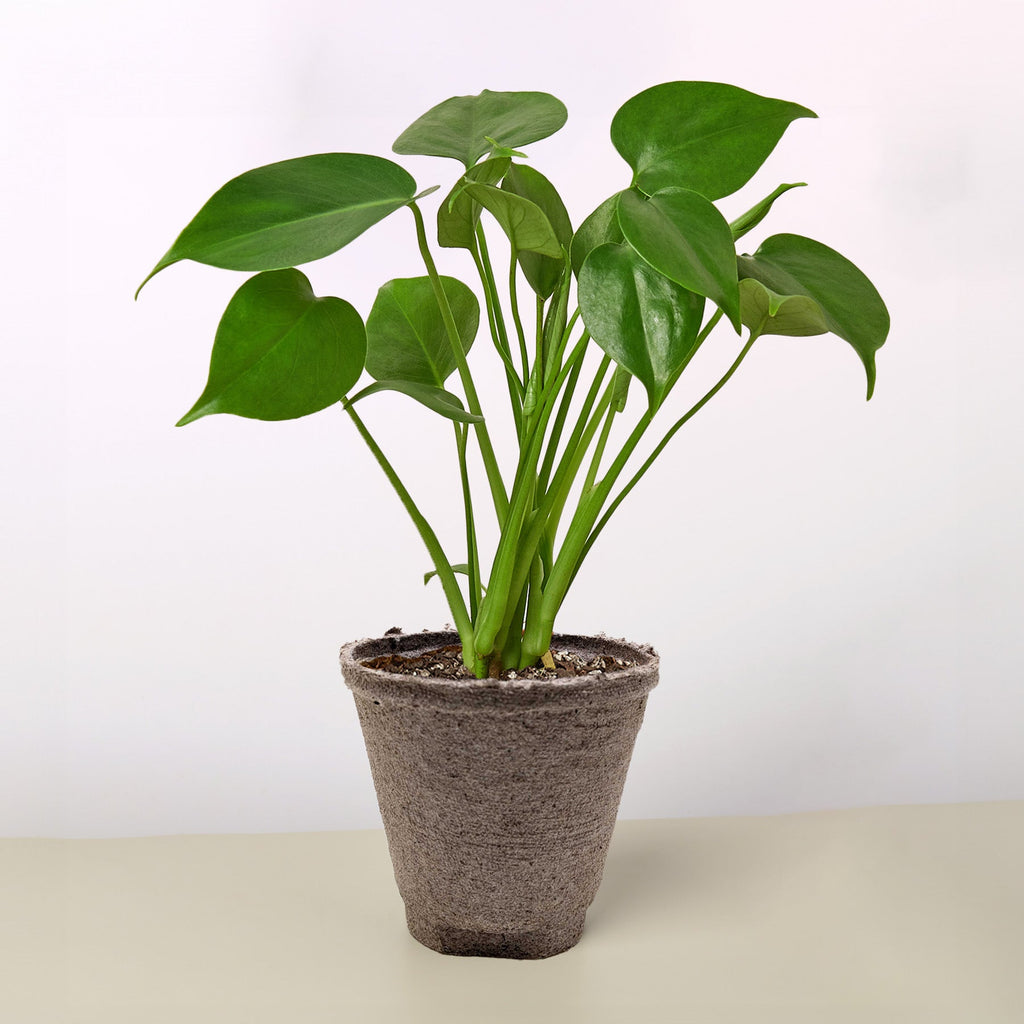 Monstera 'Split-Leaf' - Holiday Corner