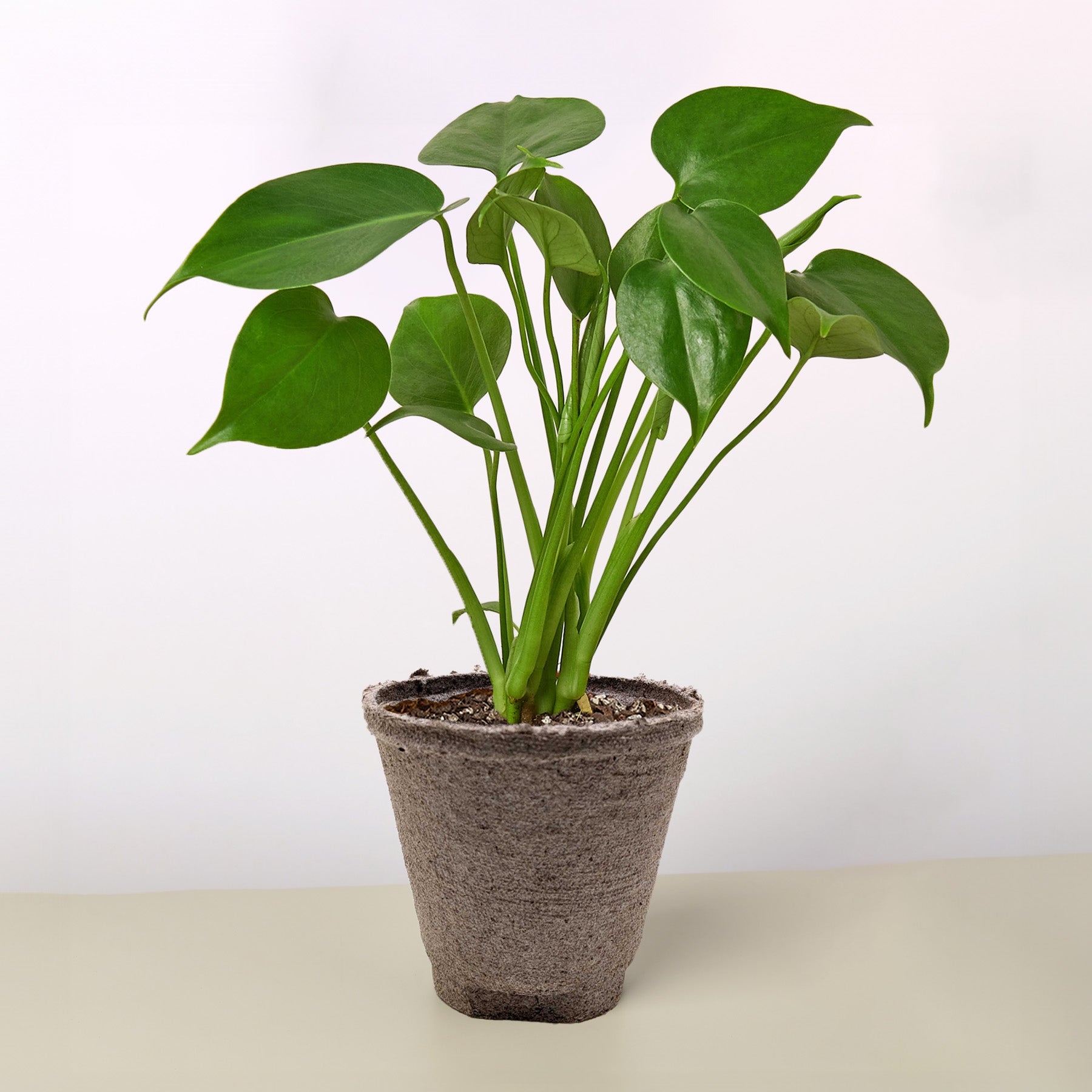 Monstera 'Split-Leaf' - Holiday Corner