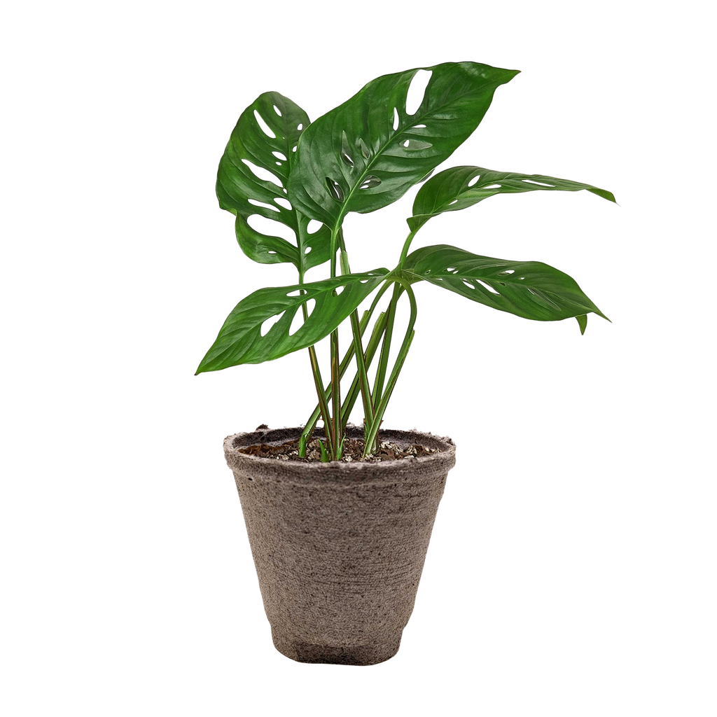 Monstera Adansonii 'Swiss Cheese' - Holiday Corner