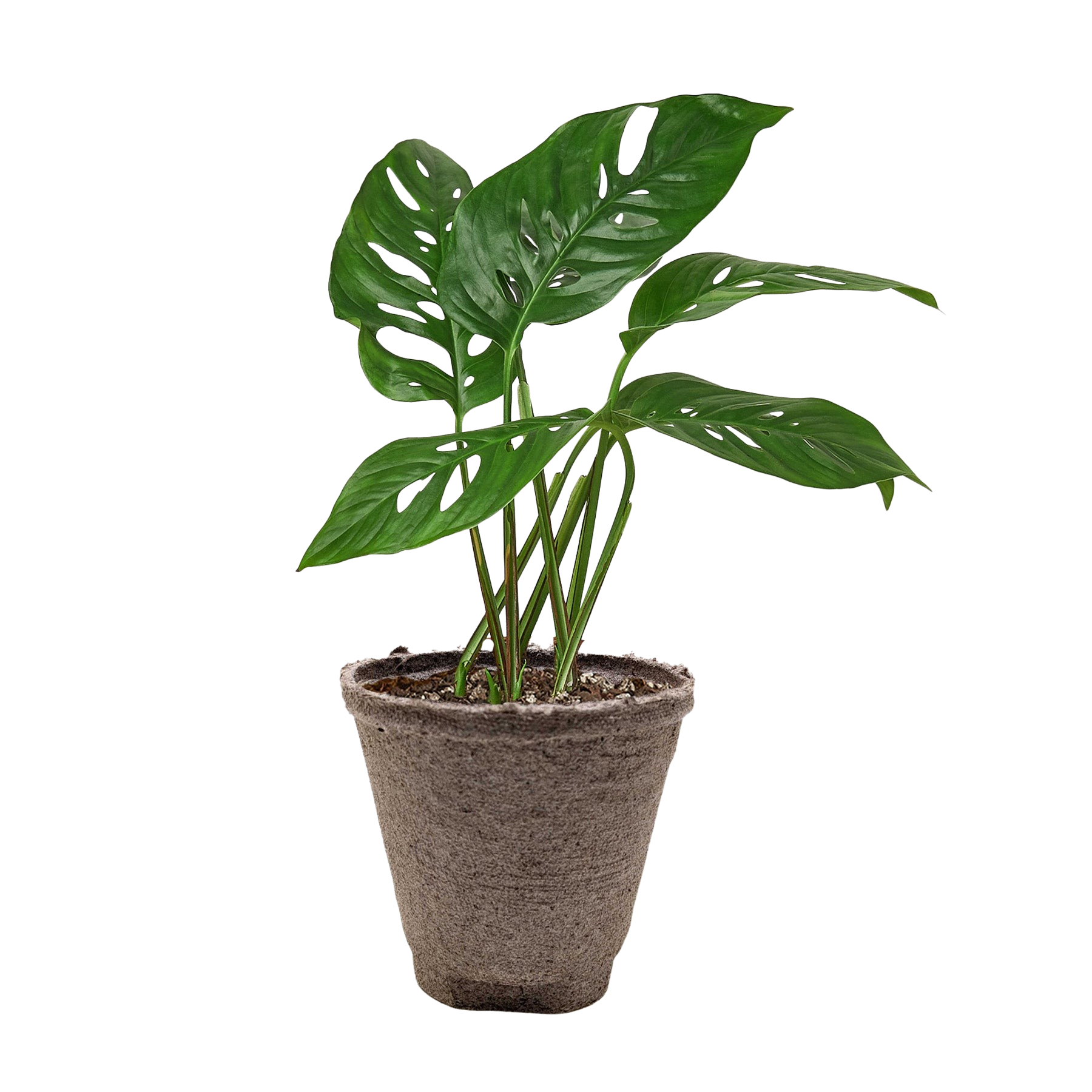 Monstera Adansonii 'Swiss Cheese' - Holiday Corner