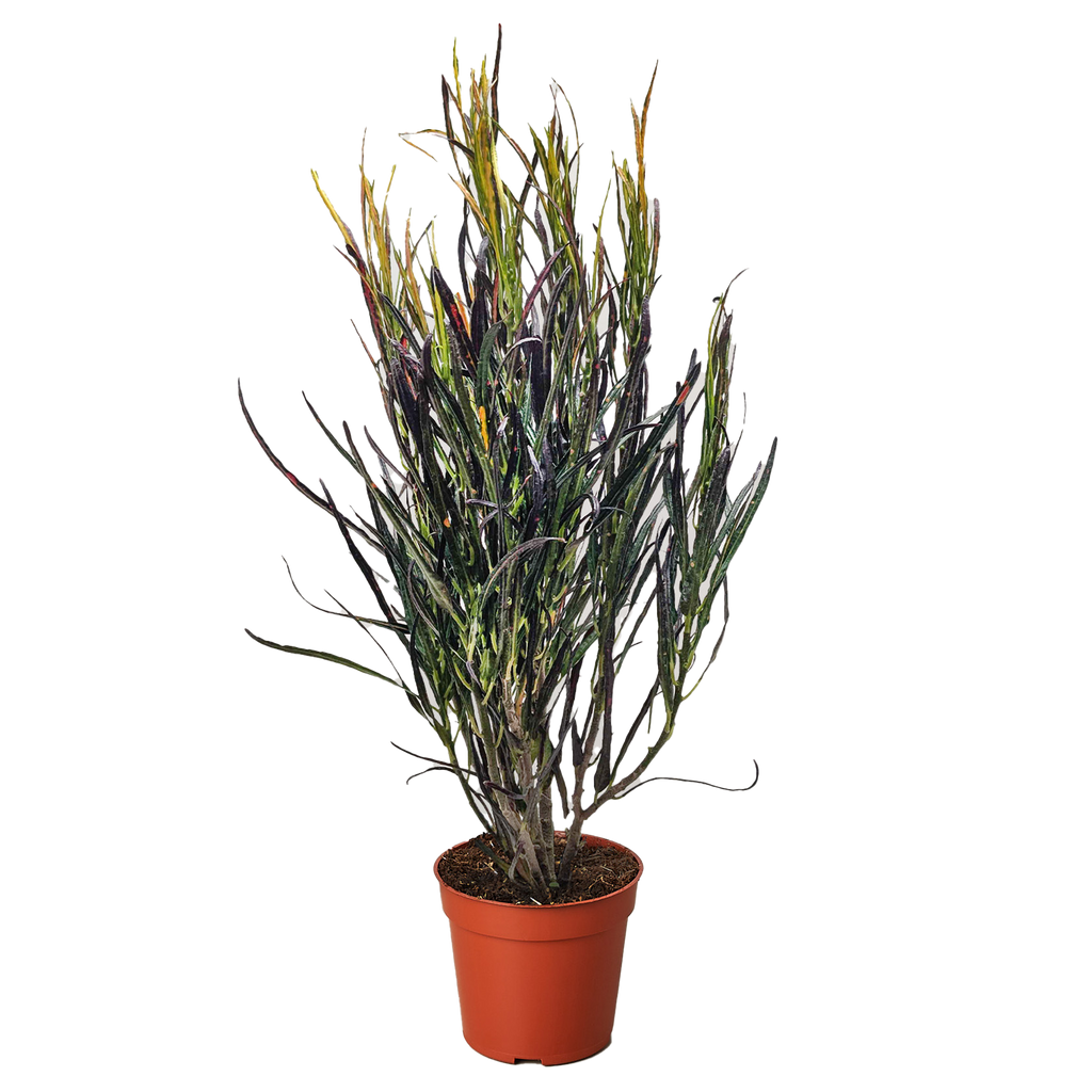 Croton 'Picasso' - Holiday Corner