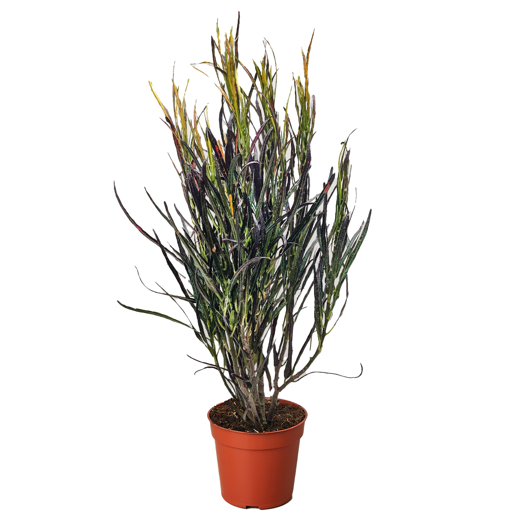 Croton 'Picasso' - Holiday Corner
