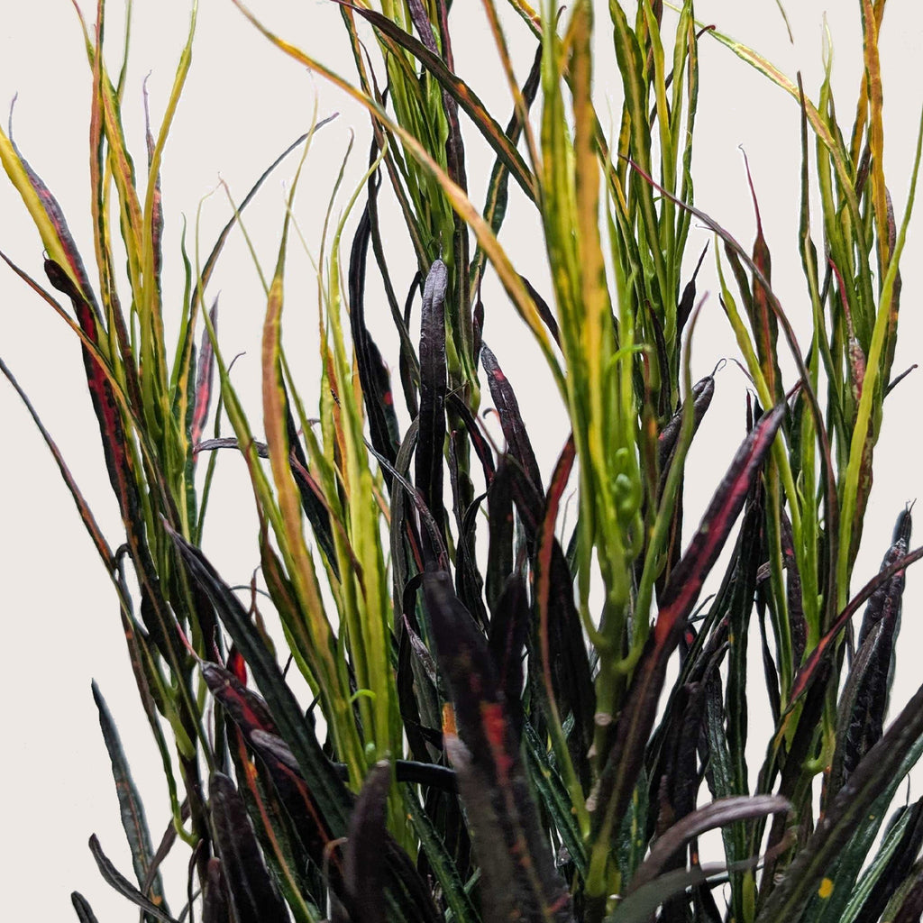 Croton 'Picasso' - Holiday Corner