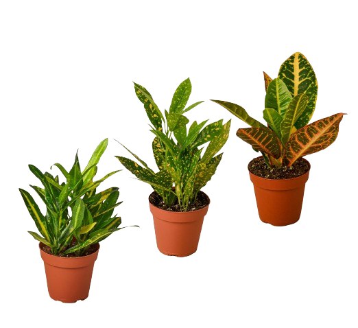 3 Croton Variety Pack / 4" Pot / Live Plant / House Plant - Holiday Corner