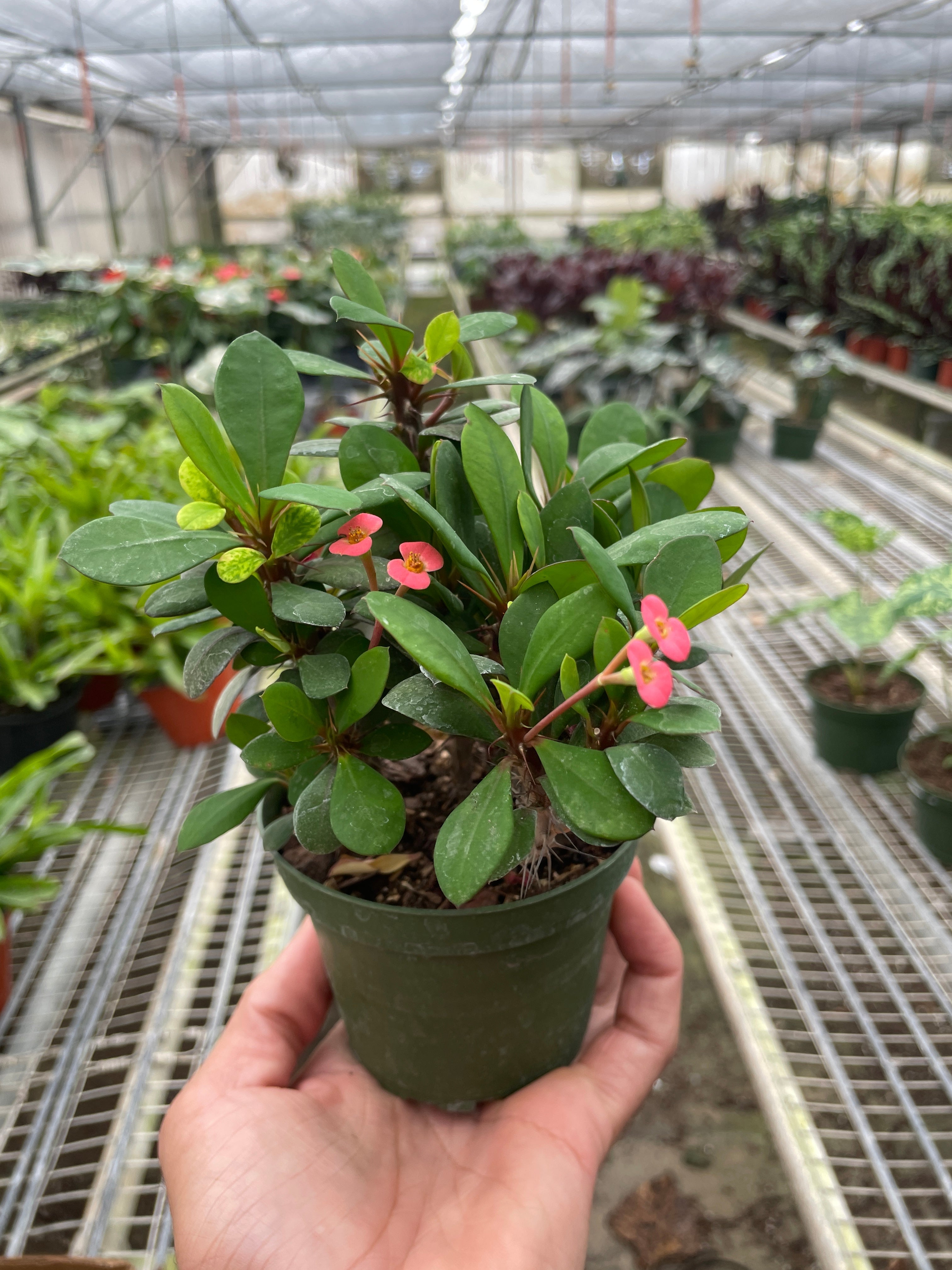 Crown of Thorns - Holiday Corner