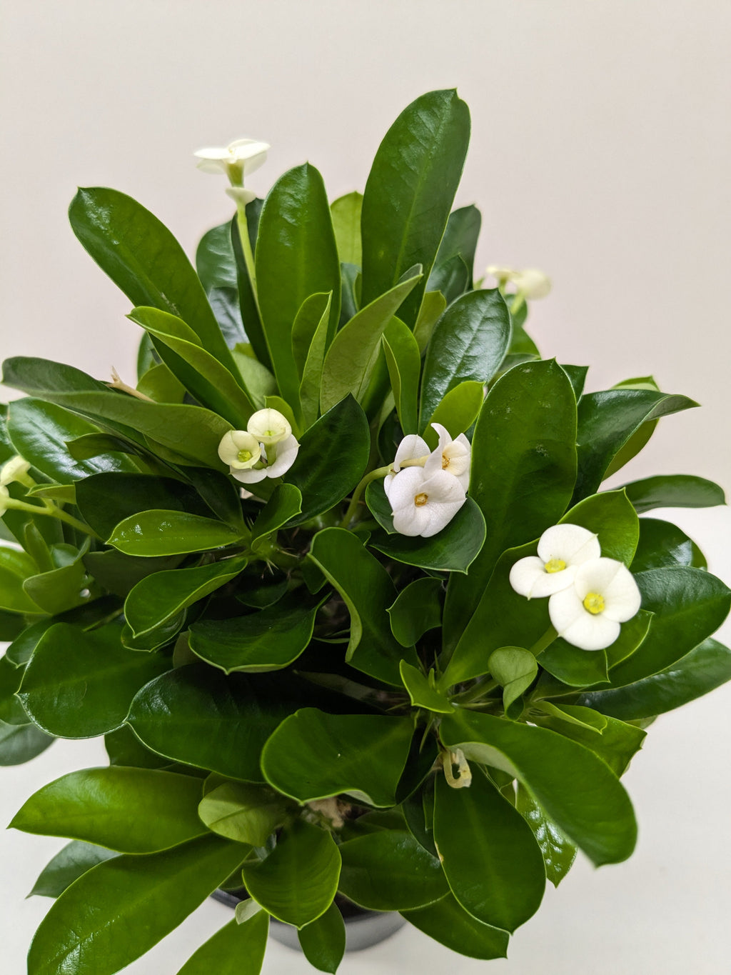 Crown of Thorns - Holiday Corner