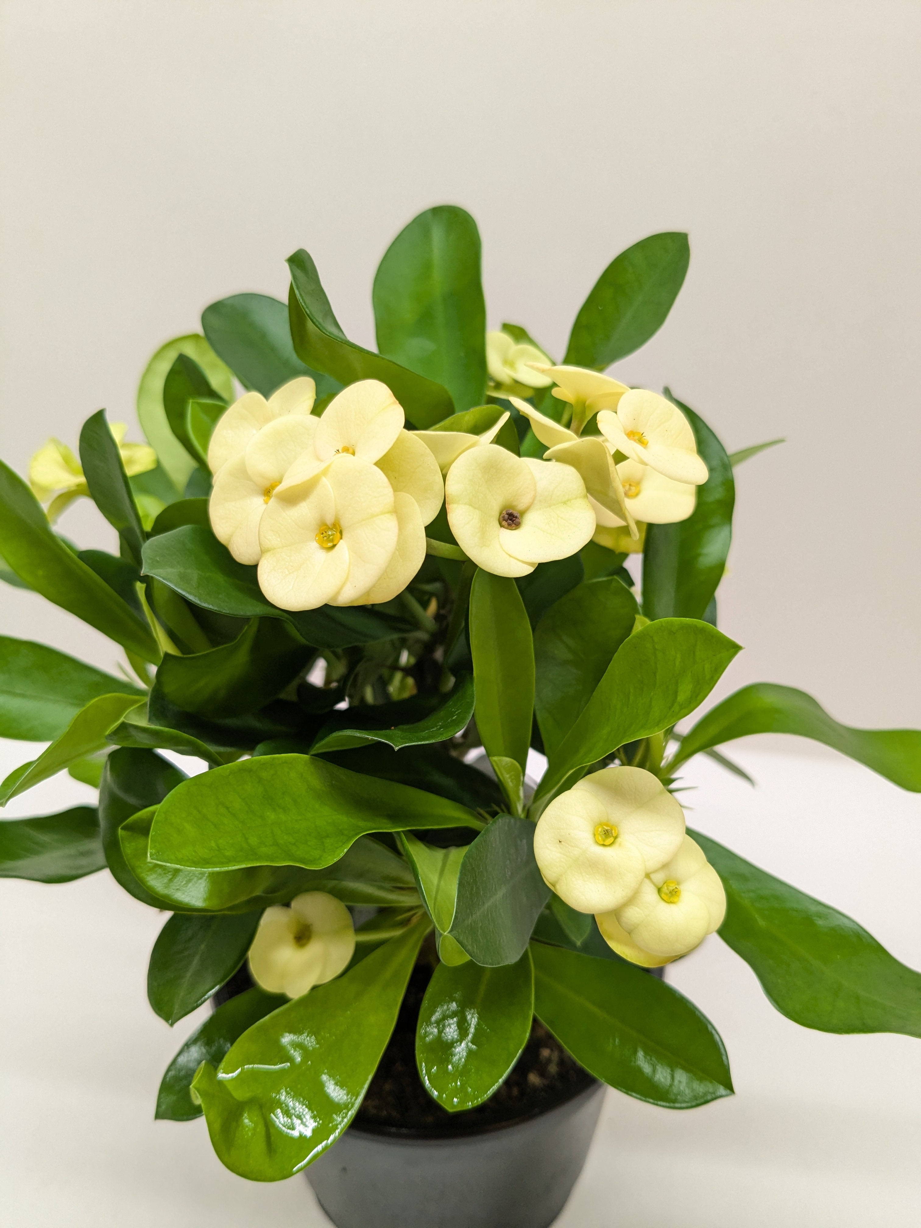Crown of Thorns - Holiday Corner
