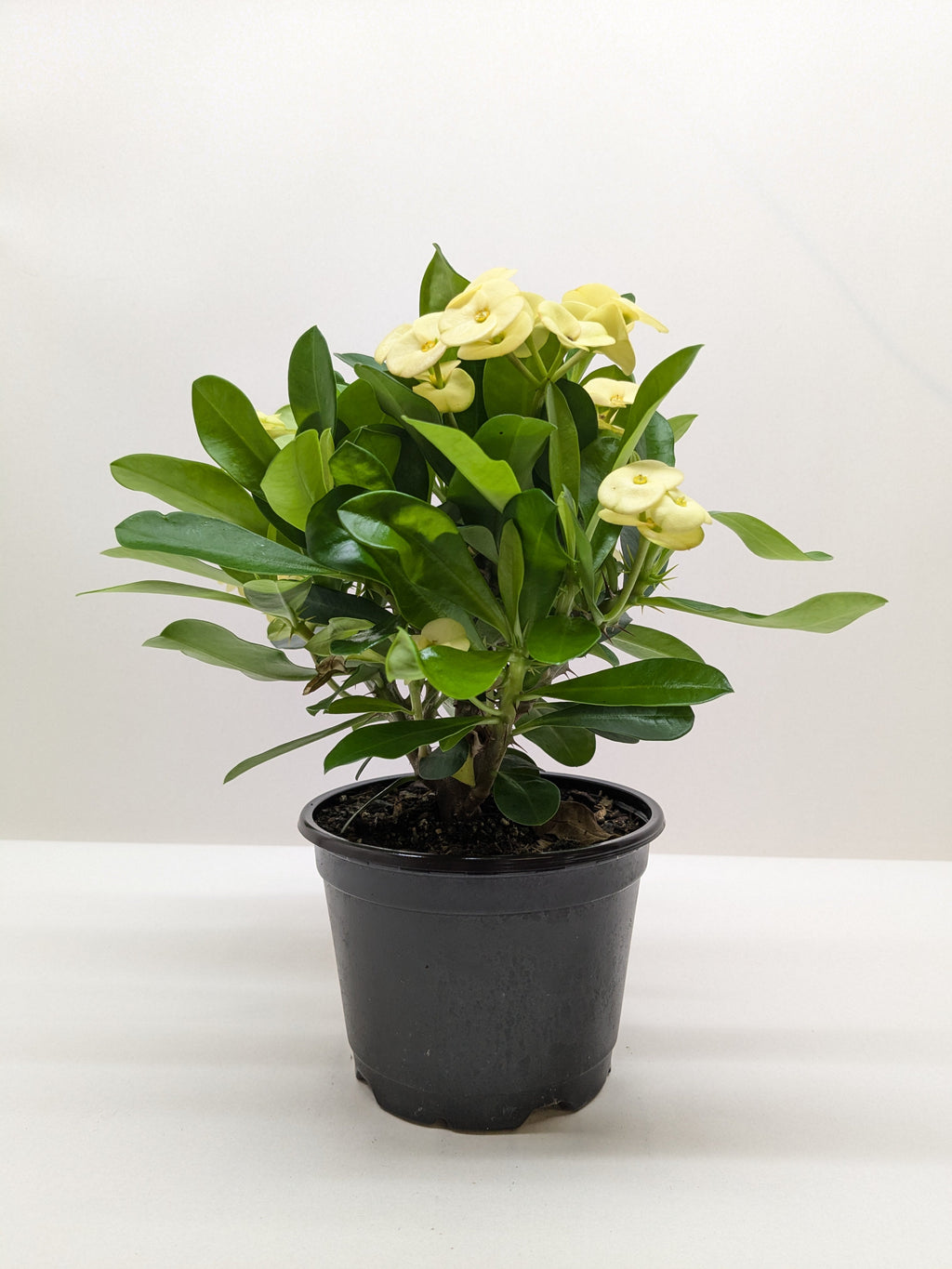 Crown of Thorns - Holiday Corner