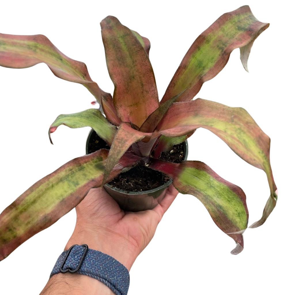 Cryptanthus 'Calypso' - Holiday Corner