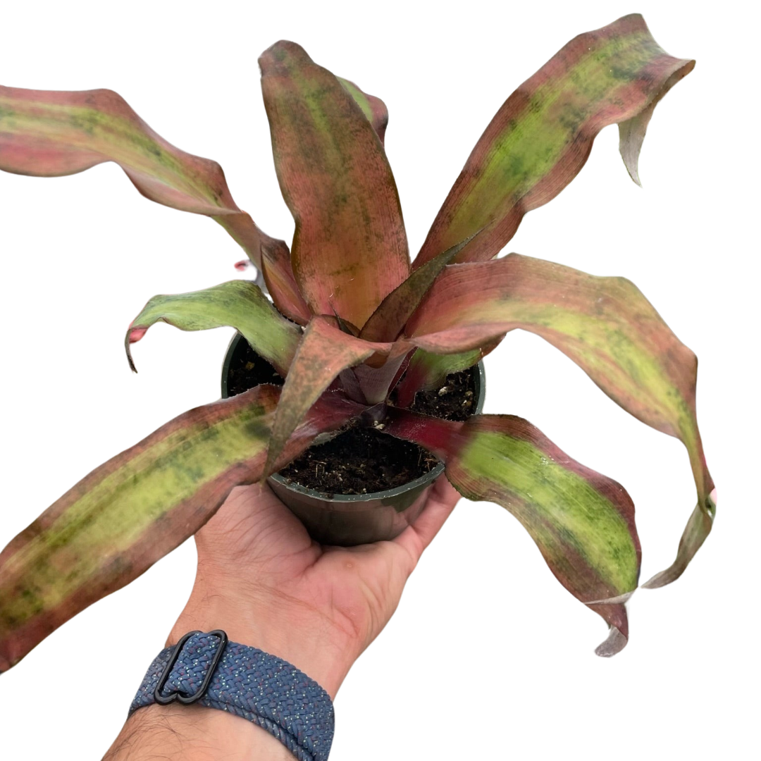 Cryptanthus 'Calypso' - Holiday Corner