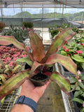 Cryptanthus 'Calypso' - Holiday Corner