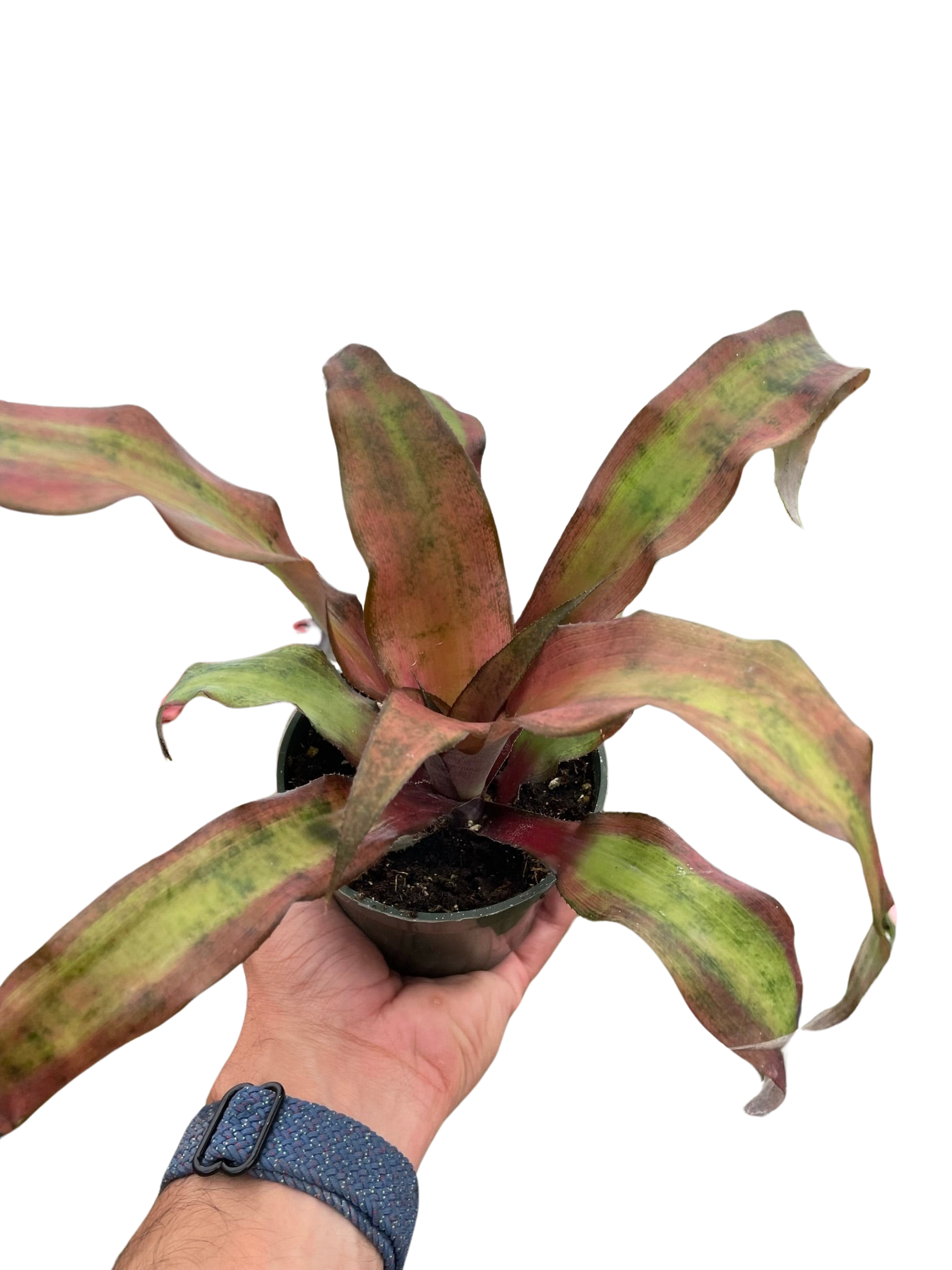 Cryptanthus 'Calypso' - Holiday Corner
