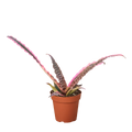 Cryptanthus 'Elaine' - Holiday Corner