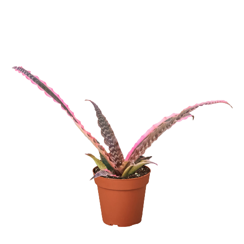 Cryptanthus 'Elaine' - Holiday Corner