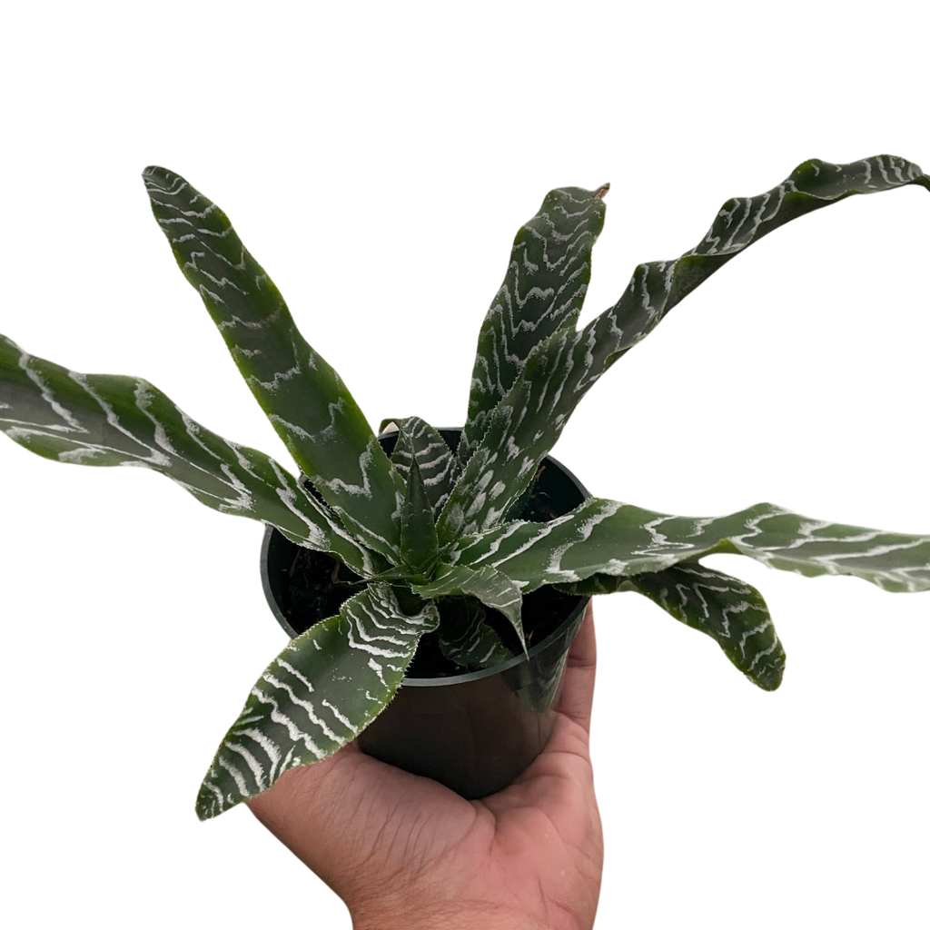 Cryptanthus 'Betty' - Holiday Corner
