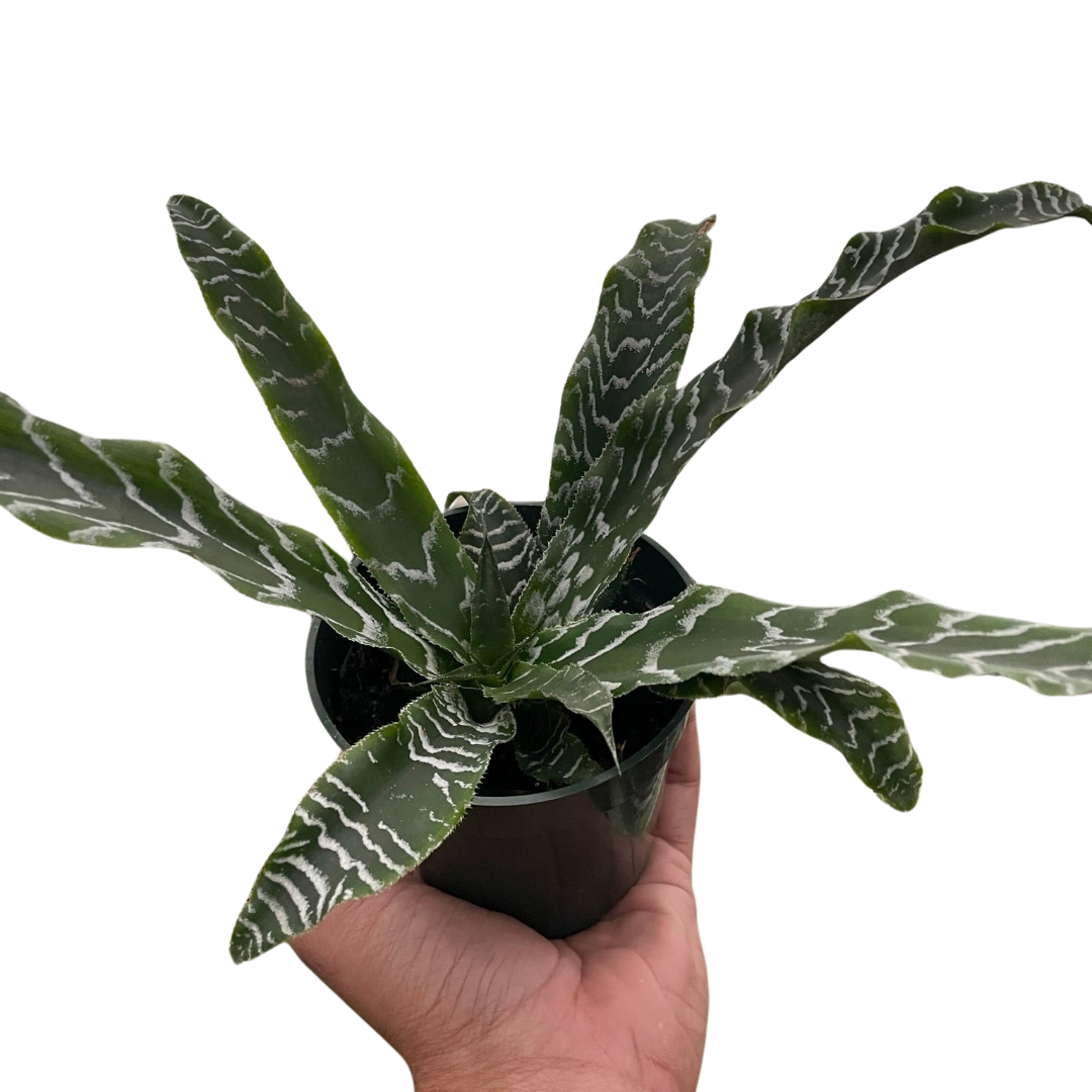 Cryptanthus 'Betty' - Holiday Corner